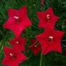 Outsidepride Cypress Vine Red - 100 Seed…